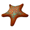 Striped Starfish