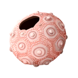 Shell sea urchin.png