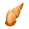 Tulip Shell