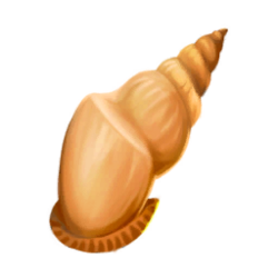 Shell tulip.png