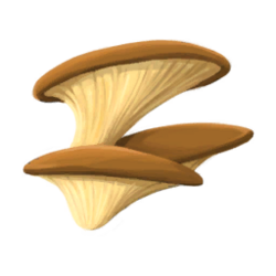 Oyster fungus.png