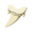 Shark tooth.png